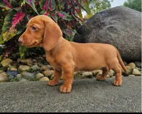 Rex, a male Dachshund for sale in Nappanee, IN – 6 of 9