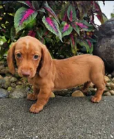 Rex, a male Dachshund for sale in Nappanee, IN – 2 of 9