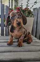 Buster, a male Dachshund for sale in Nappanee, IN – 3 of 8