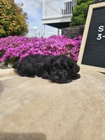 Sydney, a female Miniature Schnauzer for sale in Nappanee, IN – 6 of 9