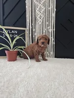 Dylan, a male Miniature Goldendoodle for sale in Nappanee, IN – Photo 2 of 9
