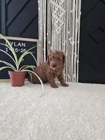 Dylan, a male Miniature Goldendoodle for sale in Nappanee, IN – Photo 6 of 9