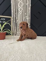 Dylan, a male Miniature Goldendoodle for sale in Nappanee, IN – Photo 8 of 9