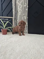 Dylan, a male Miniature Goldendoodle for sale in Nappanee, IN – Photo 3 of 9