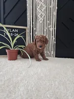 Dylan, a male Miniature Goldendoodle for sale in Nappanee, IN – Photo 7 of 9