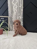 Dylan, a male Miniature Goldendoodle for sale in Nappanee, IN – Photo 9 of 9