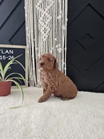 Dylan, a male Miniature Goldendoodle for sale in Nappanee, IN – Photo 1 of 9