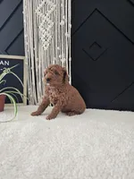 Dylan, a male Miniature Goldendoodle for sale in Nappanee, IN – Photo 5 of 9