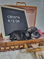 Crista, a male Miniature Schnauzer for sale in Nappanee, IN – 5 of 9