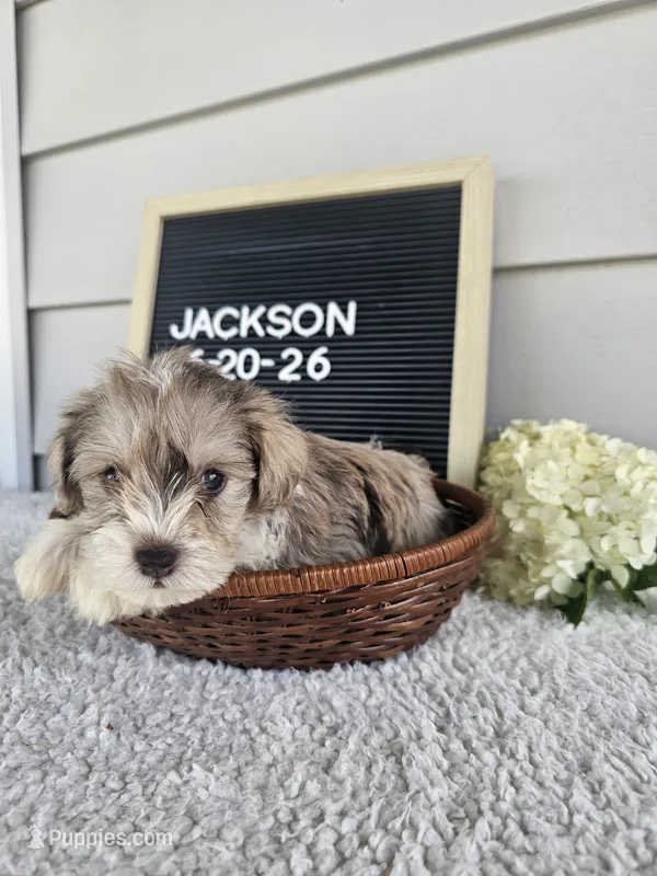Jackson – Miniature Schnauzer puppy for sale in Nappanee, IN
