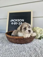 Jackson, a male Miniature Schnauzer for sale in Nappanee, IN – 4 of 10