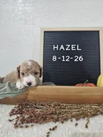 Hazel, a female Miniature Goldendoodle for sale in Nappanee, IN – 10 of 10