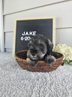 Jake, a male Miniature Schnauzer for sale in Nappanee, IN – 7 of 10