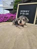 Sunny, a male Miniature Schnauzer for sale in Nappanee, IN – 9 of 9