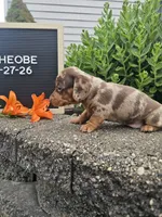 Phoebe, a female Dachshund for sale in Nappanee, IN – 9 of 10
