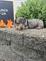 Petunia, a female Dachshund for sale in Nappanee, IN – 2 of 10