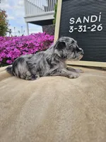 Sandi, a female Miniature Schnauzer for sale in Nappanee, IN – 7 of 8