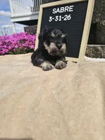 Sabre, a male Miniature Schnauzer for sale in Nappanee, IN – 3 of 10