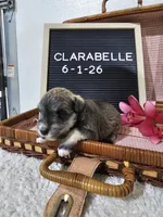 Clarabelle, a female Miniature Schnauzer for sale in Nappanee, IN – 10 of 10