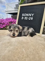 Sunny, a male Miniature Schnauzer for sale in Nappanee, IN – 2 of 9
