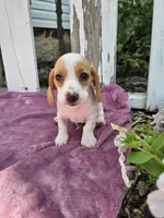 Barney, a male Miniature Dachshund for sale in Nappanee, IN – 5 of 7