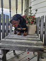 bud, a male Dachshund for sale in Nappanee, IN – 3 of 10