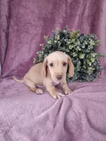 Dallas, a male Dachshund for sale in Nappanee, IN – Photo 1 of 9
