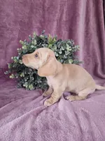 Dallas, a male Dachshund for sale in Nappanee, IN – Photo 4 of 9