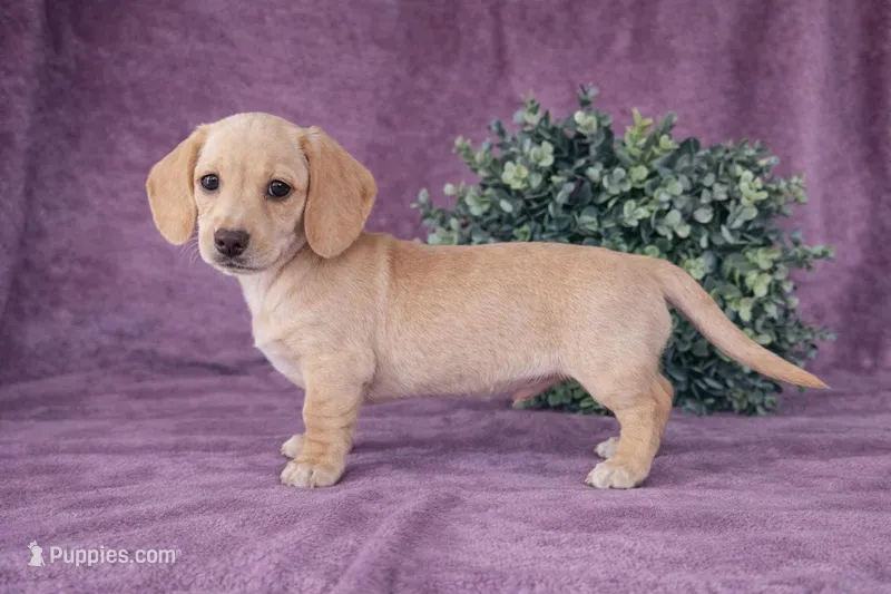 Dallas – Dachshund puppy for sale in Nappanee, IN