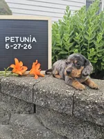 Petunia, a female Dachshund for sale in Nappanee, IN – 7 of 10