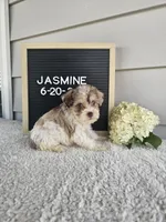 Jasmine, a female Miniature Schnauzer for sale in Nappanee, IN – 5 of 10