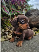 Roxy, a female Dachshund for sale in Nappanee, IN – 4 of 9