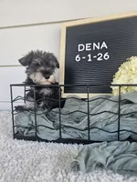 Dena, a female Miniature Schnauzer for sale in Nappanee, IN – 9 of 10