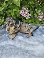 Prince, a male Dachshund for sale in Nappanee, IN – 1 of 10