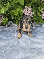 Prince, a male Dachshund for sale in Nappanee, IN – 7 of 10