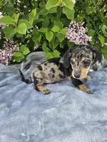 Prince, a male Dachshund for sale in Nappanee, IN – 9 of 10