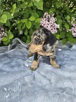 Prince, a male Dachshund for sale in Nappanee, IN – 6 of 10