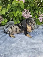 Prince, a male Dachshund for sale in Nappanee, IN – 10 of 10