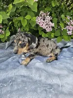 Prince, a male Dachshund for sale in Nappanee, IN – 4 of 10