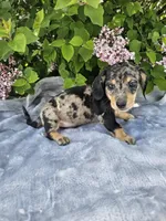 Prince, a male Dachshund for sale in Nappanee, IN – 8 of 10