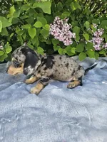Prince, a male Dachshund for sale in Nappanee, IN – 3 of 10