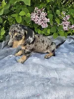 Prince, a male Dachshund for sale in Nappanee, IN – 2 of 10
