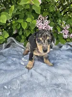 Prince, a male Dachshund for sale in Nappanee, IN – 5 of 10