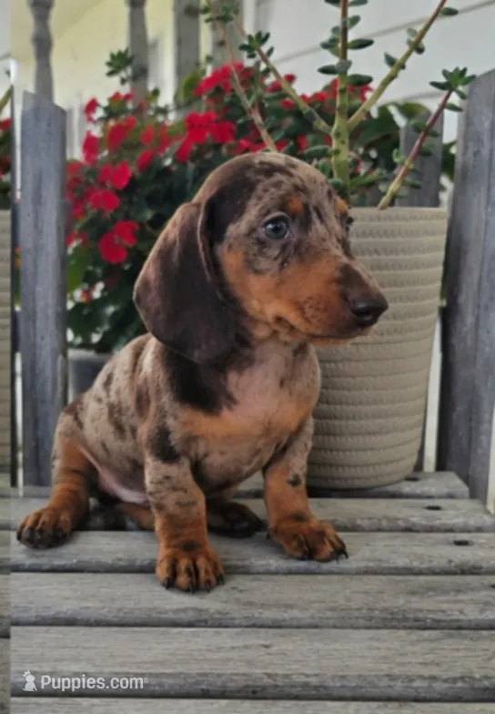 Buster – Dachshund puppy for sale in Nappanee, IN