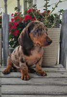 Buster, a male Dachshund for sale in Nappanee, IN – 1 of 8