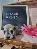 Chase, a male Miniature Schnauzer for sale in Nappanee, IN – 3 of 10