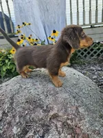 Ginger, a male Miniature Dachshund for sale in Nappanee, IN – 4 of 8