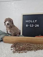 Holly, a female Miniature Goldendoodle for sale in Nappanee, IN – 10 of 10