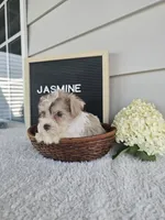 Jasmine, a female Miniature Schnauzer for sale in Nappanee, IN – 2 of 10