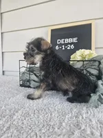 Debbie, a female Miniature Schnauzer for sale in Nappanee, IN – 4 of 8
